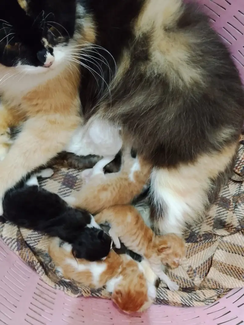 5 kittens and a mother cat — photo 3