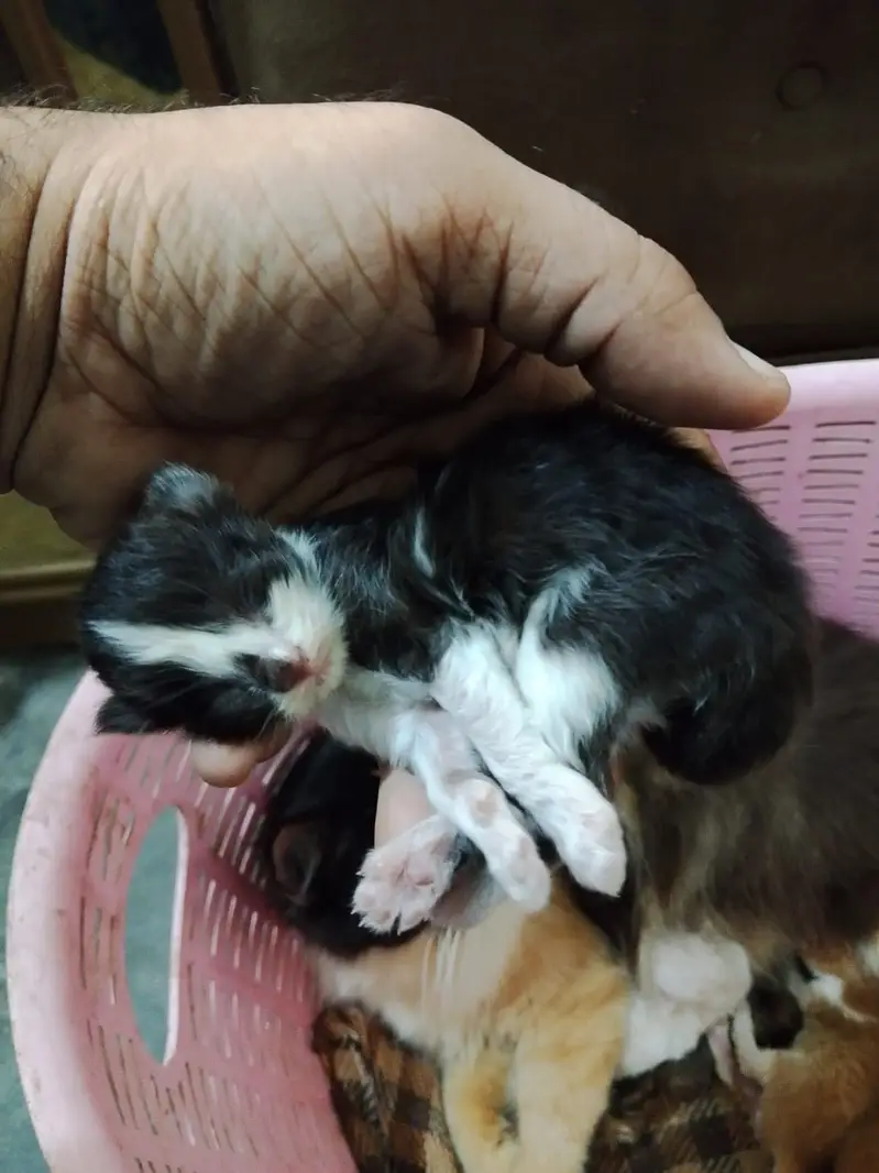 5 kittens and a mother cat — photo 4