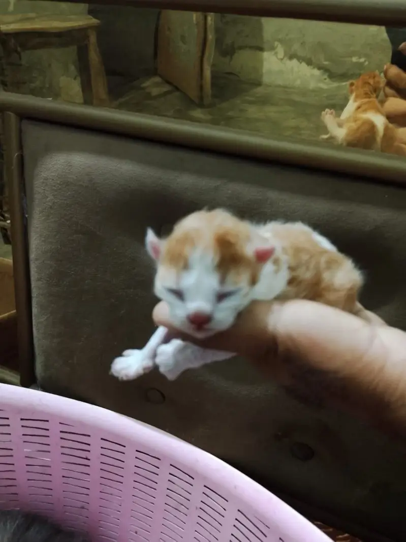 5 kittens and a mother cat — photo 5