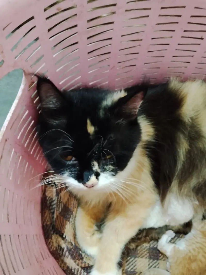 5 kittens and a mother cat — photo 6