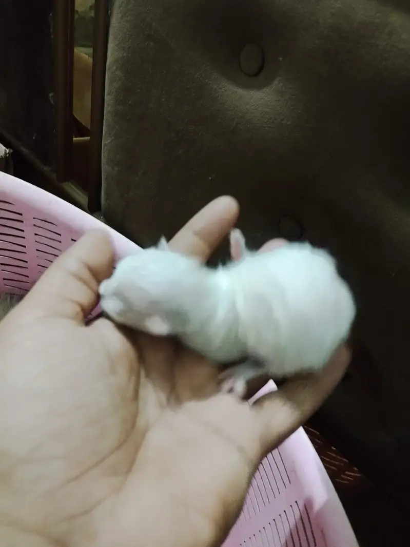 5 kittens and a mother cat — photo 7