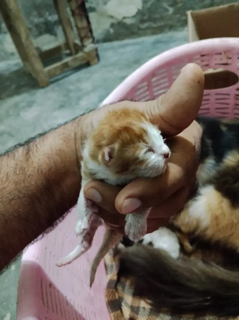 5 kittens and a mother cat — photo 8