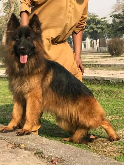 German Shepherd dog 5 month age vaccine related