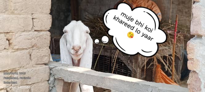 Pure White Rajanpuri Female Bakri | Rajanpuri female | white bakri