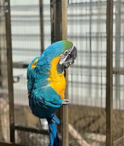 blue Macau parrot chicks for sale 0335/4887/932
