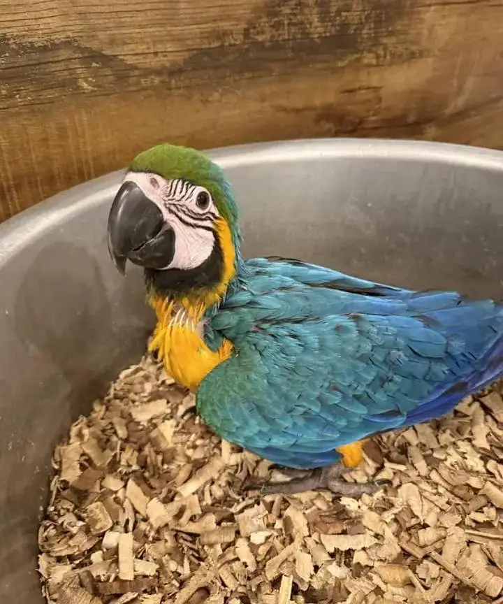 blue Macau parrot chicks for sale 0335/4887/932 — photo 2