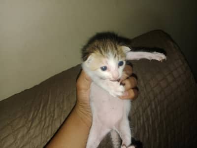 Three baby cats