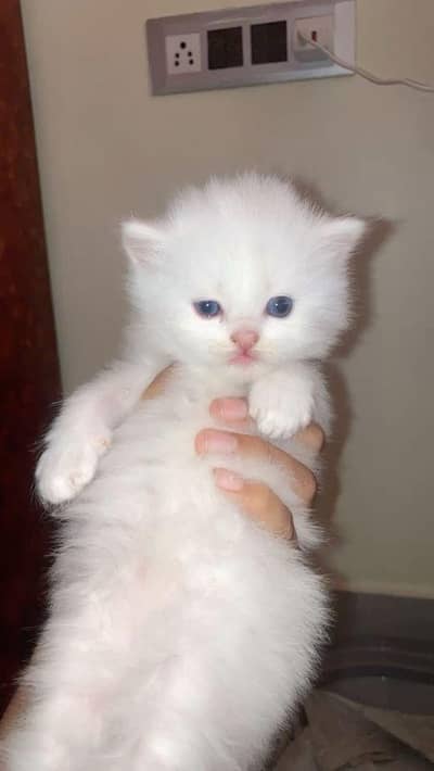 kitten for sale