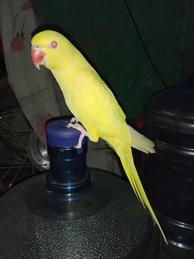 Yellow red eyes  talking tame parrot