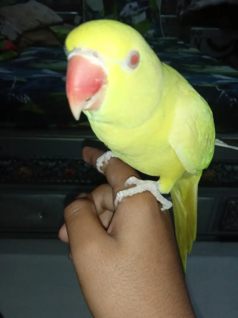 Yellow red eyes  talking tame parrot — photo 2