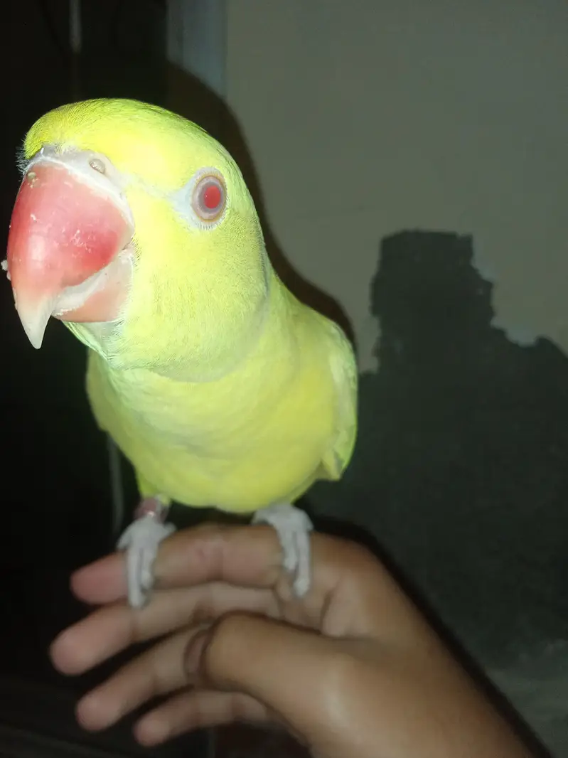 Yellow red eyes  talking tame parrot — photo 3