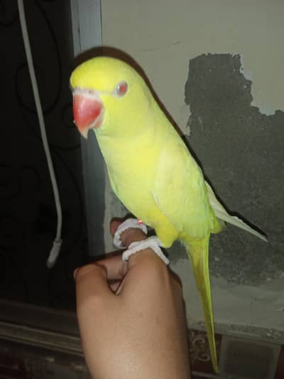 Talking tame yellow parrot zero bite