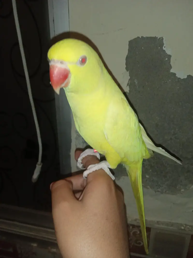 Yellow red eyes  talking tame parrot — photo 4