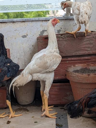 white japanese shamo pair and male