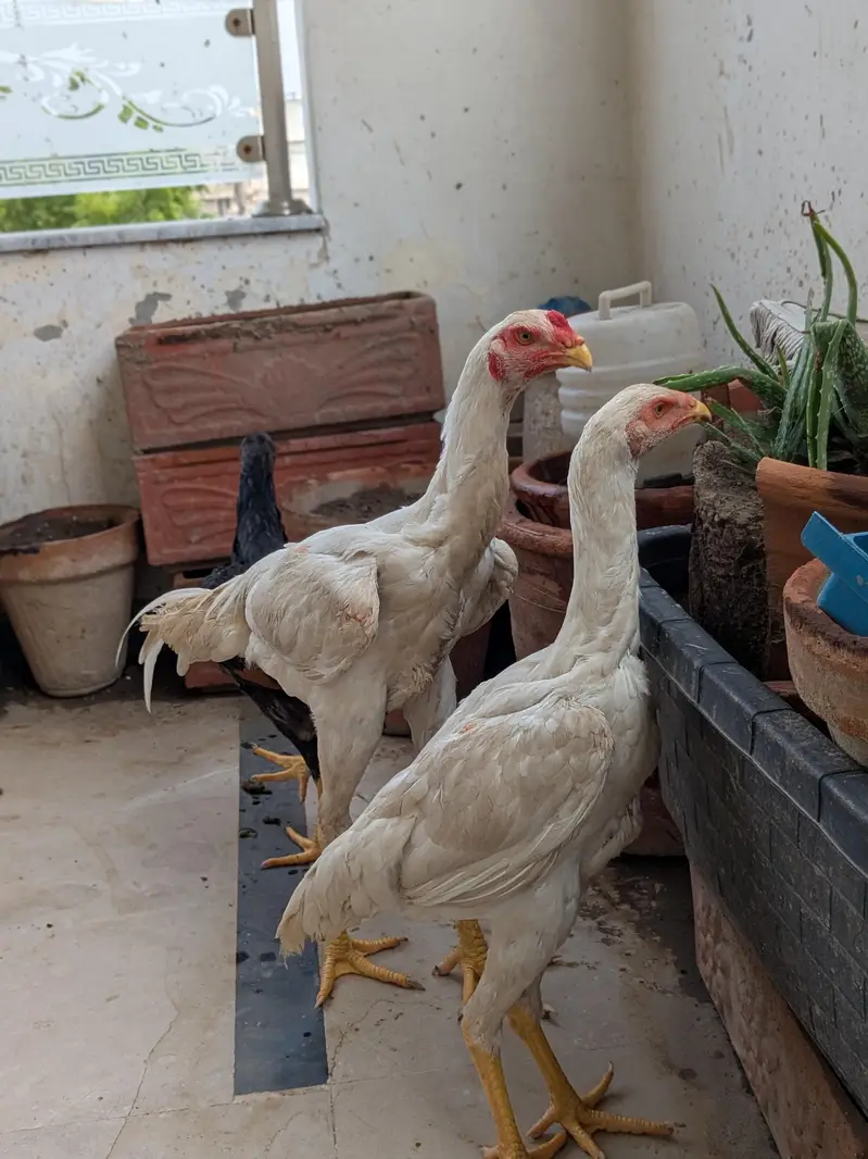 white japanese shamo pair and male — photo 4