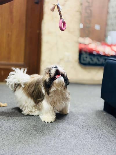 Healthy female shihtzu for sale