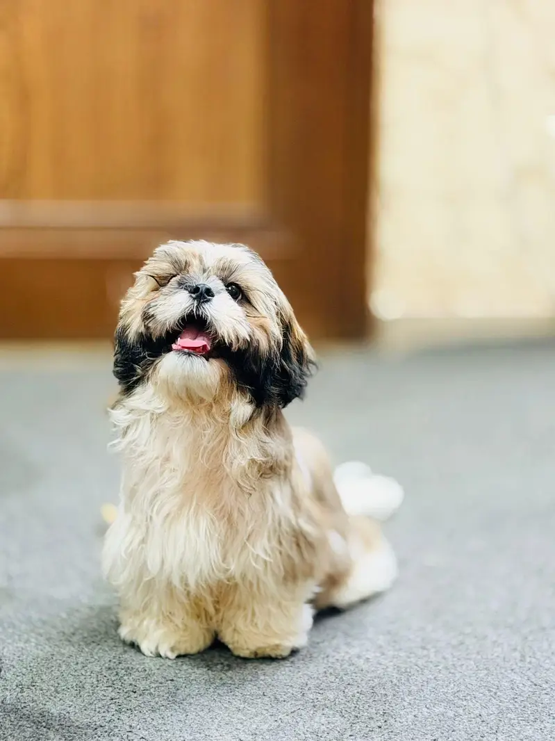 Healthy female shihtzu for sale — photo 2