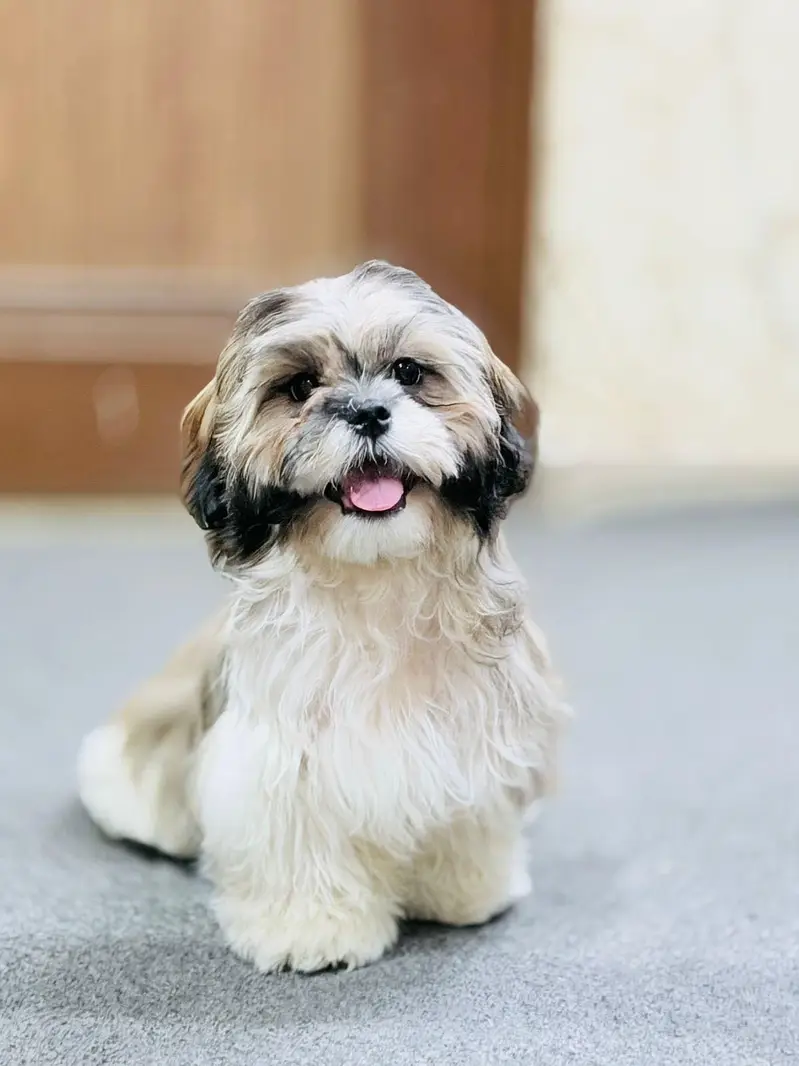 Healthy female shihtzu for sale — photo 3