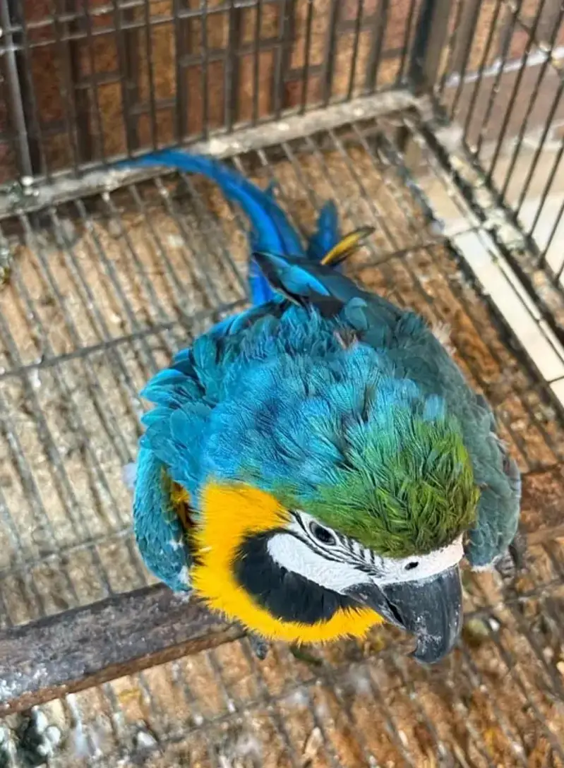 blue Macaw parrot checks for sale0346%2738%809 — photo 2