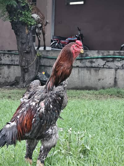 Beautiful Aseel pair