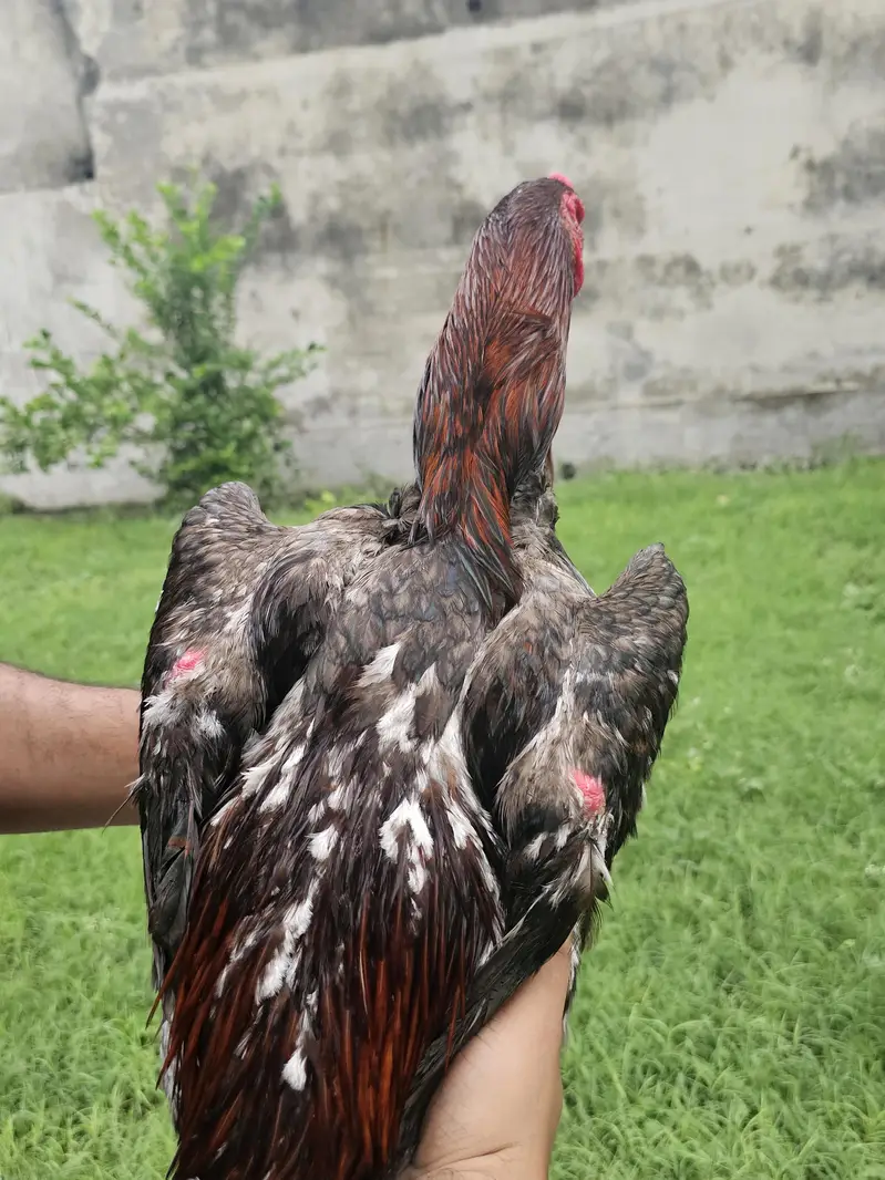 Beautiful Aseel pair — photo 8