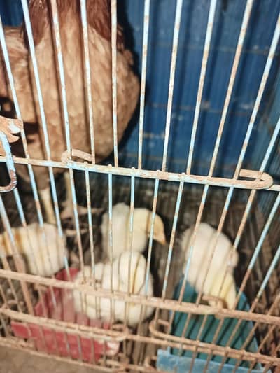 2 female Aseel 4 chick 