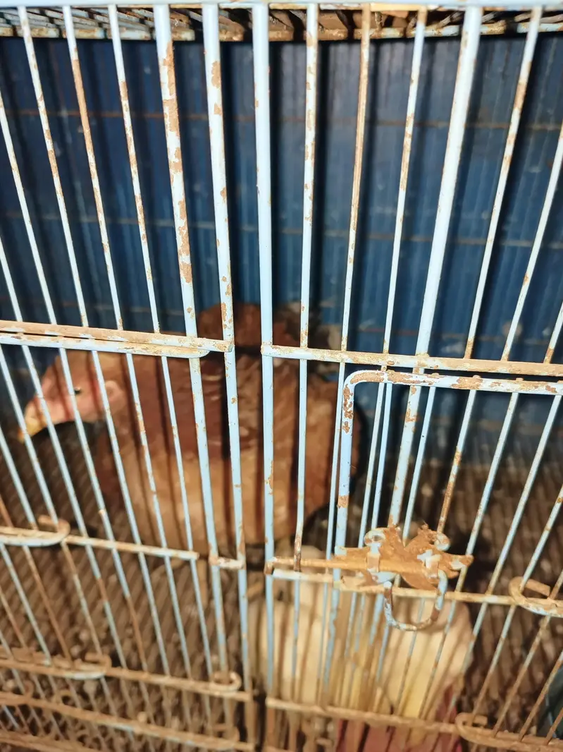 2 female Aseel 4 chick  — photo 2