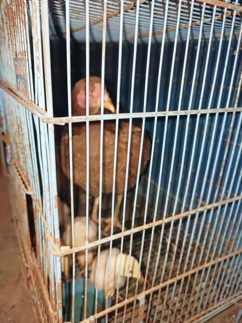 2 female Aseel 4 chick  — photo 3