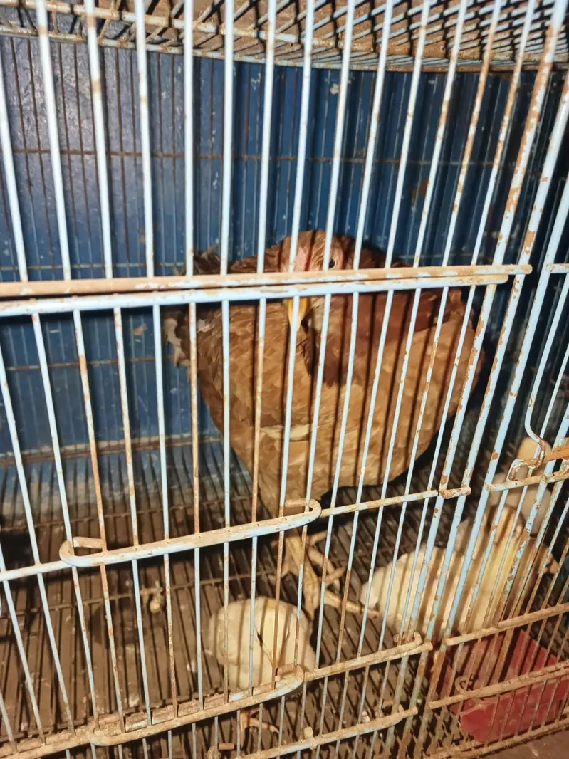 2 female Aseel 4 chick  — photo 4