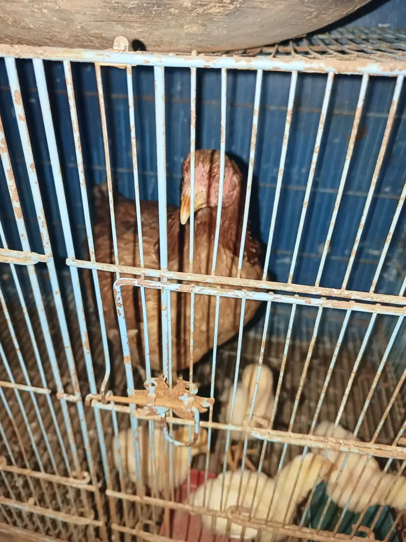 2 female Aseel 4 chick  — photo 5