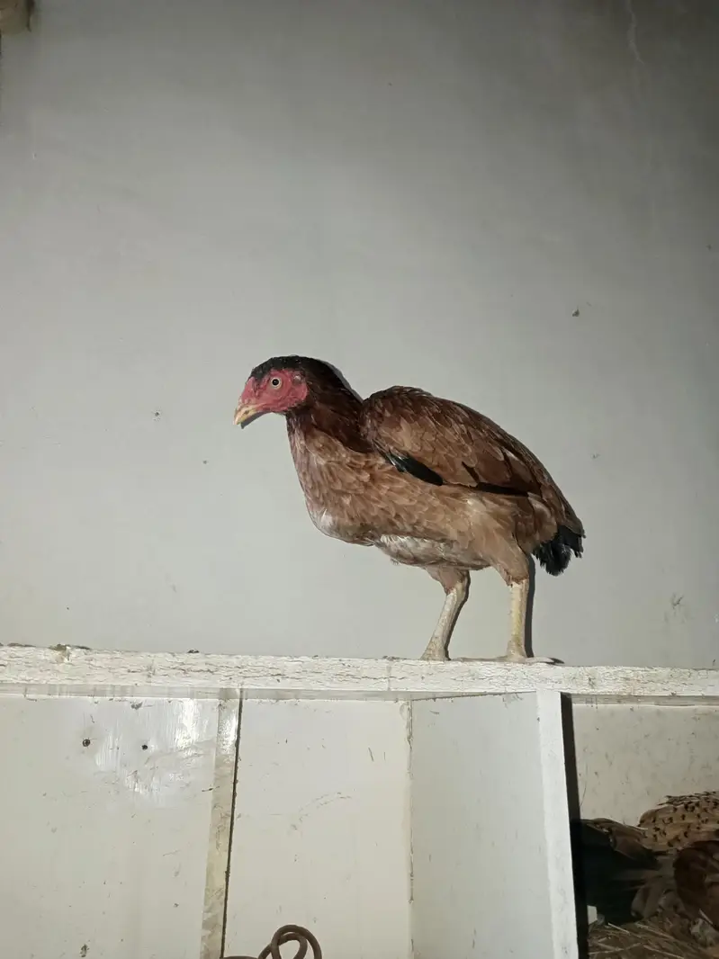2 female Aseel 4 chick  — photo 6
