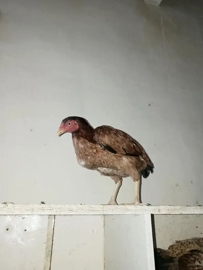 2 female Aseel 4 chick  — photo 7