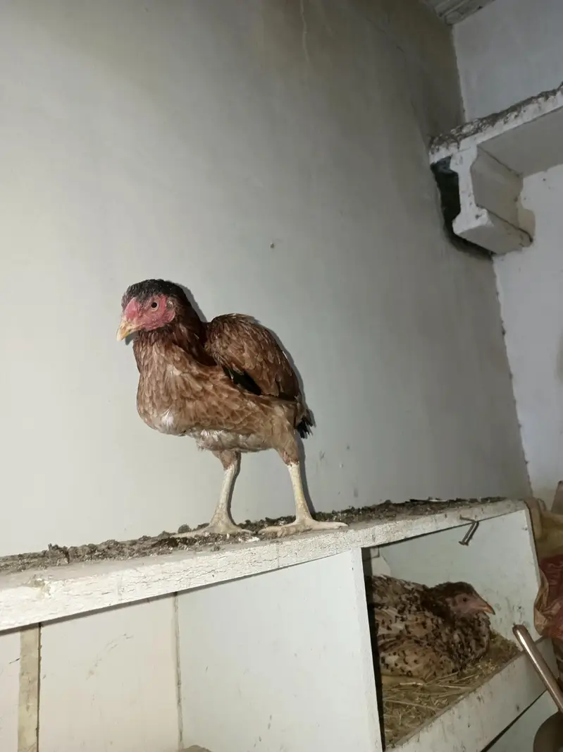 2 female Aseel 4 chick  — photo 8