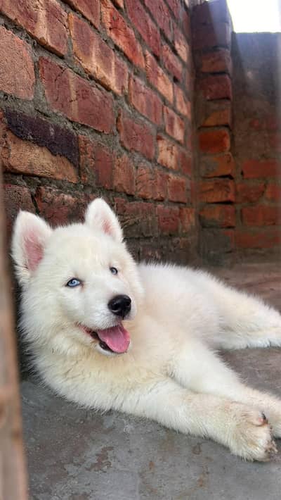 Siberian Husky . Gsd. & British labrador available top import bloodline