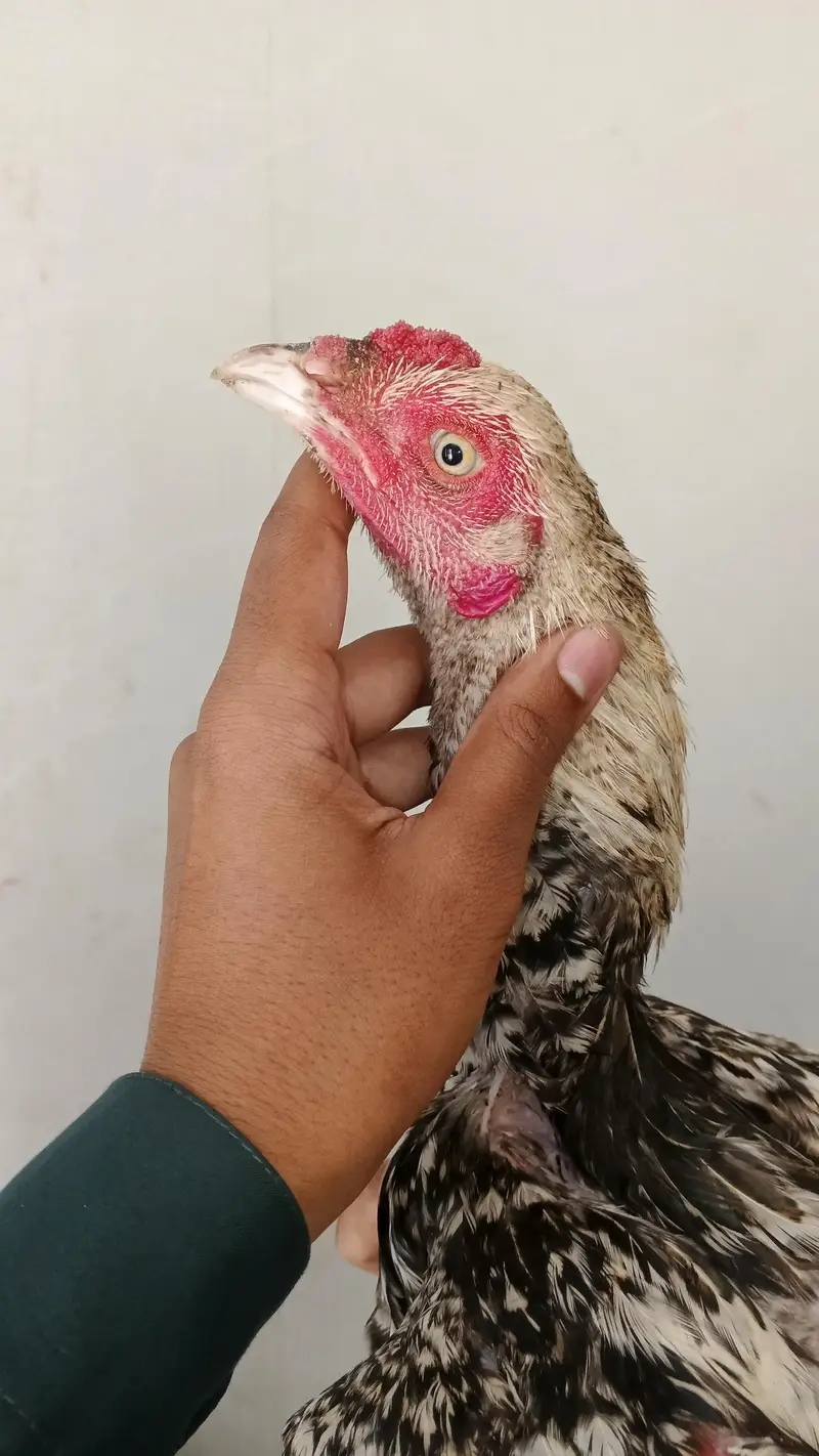 1 male and 5 female — photo 2