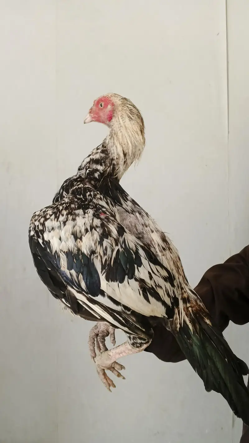 1 male and 5 female — photo 3