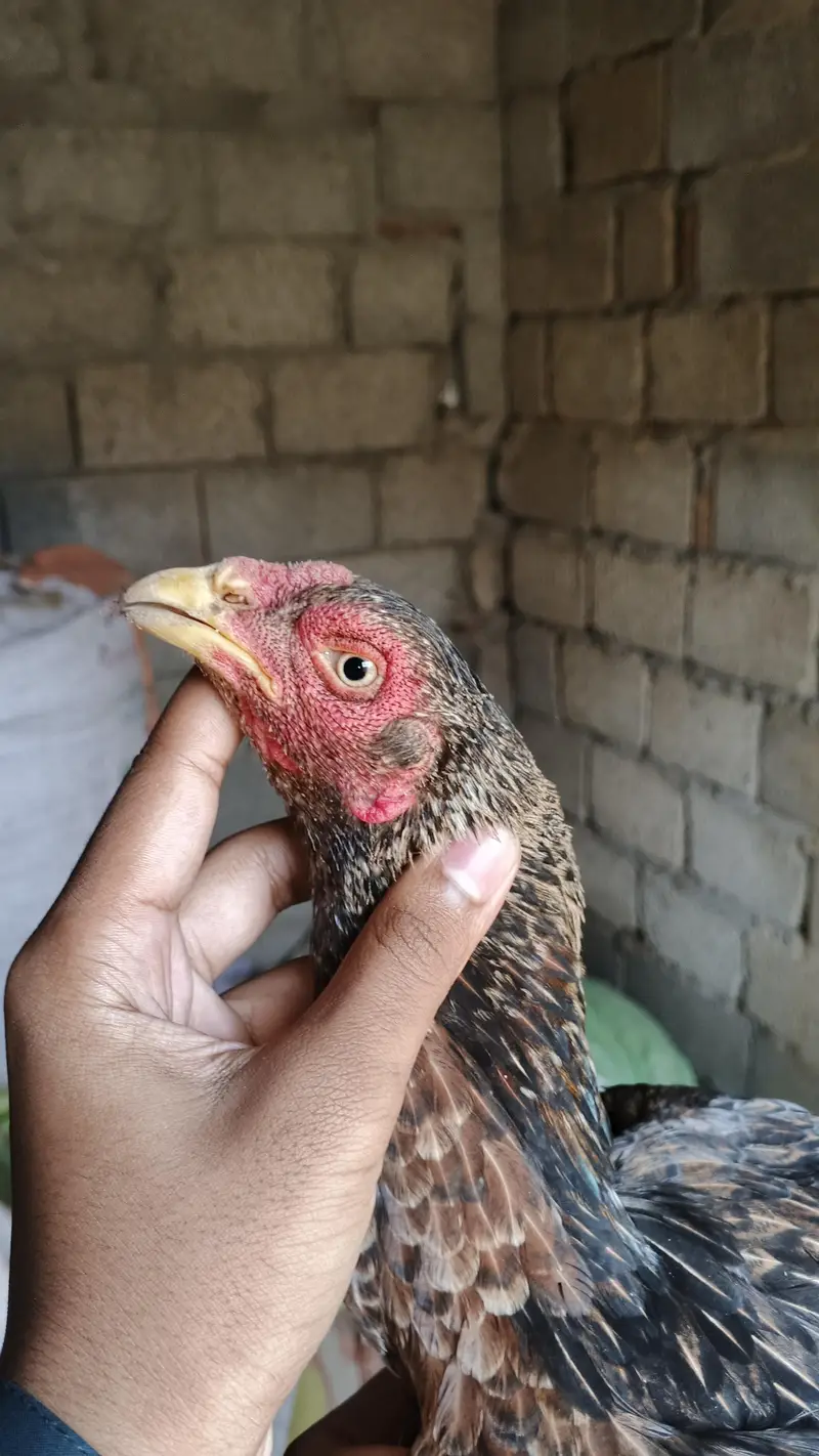 1 male and 5 female — photo 4