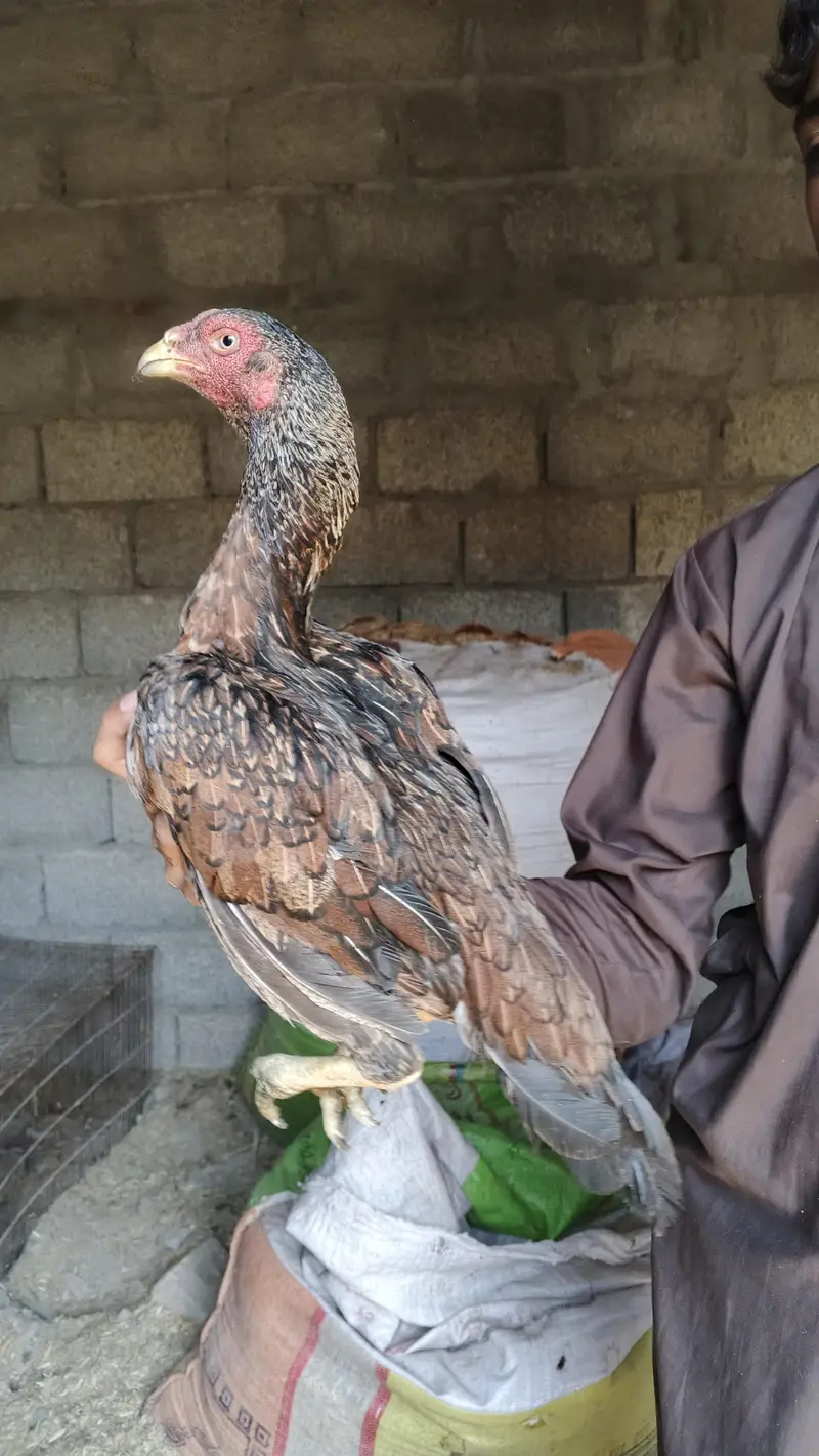 1 male and 5 female — photo 5