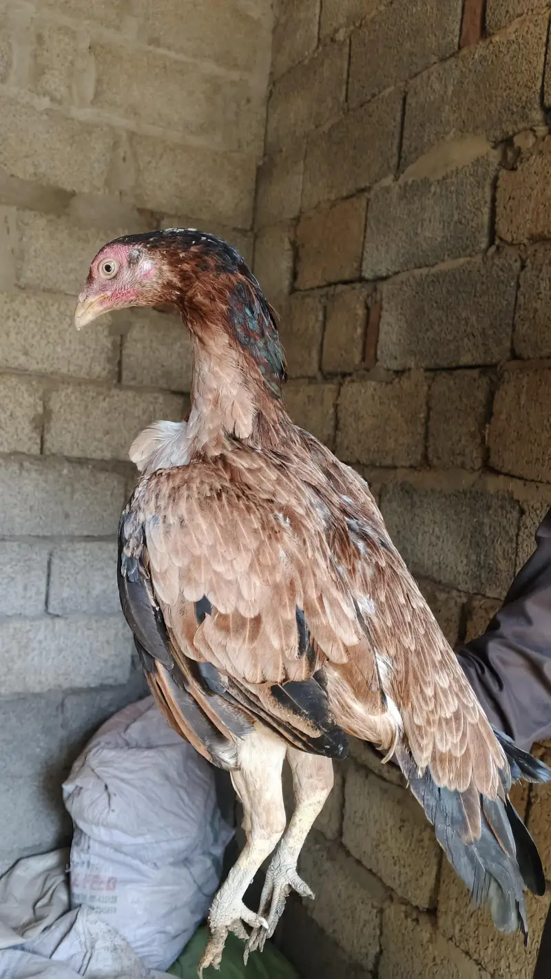 1 male and 5 female — photo 6