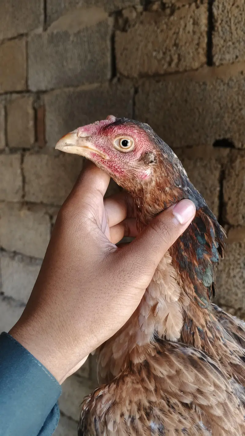 1 male and 5 female — photo 7