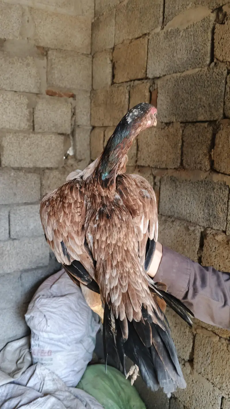 1 male and 5 female — photo 8
