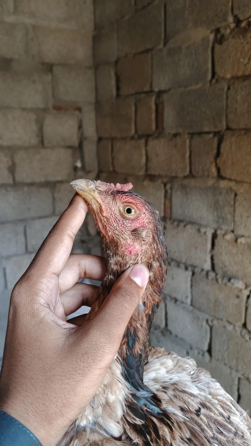 1 male and 5 female — photo 9