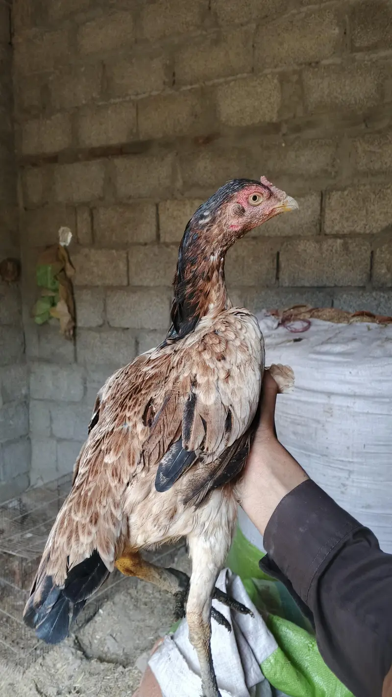 1 male and 5 female — photo 10