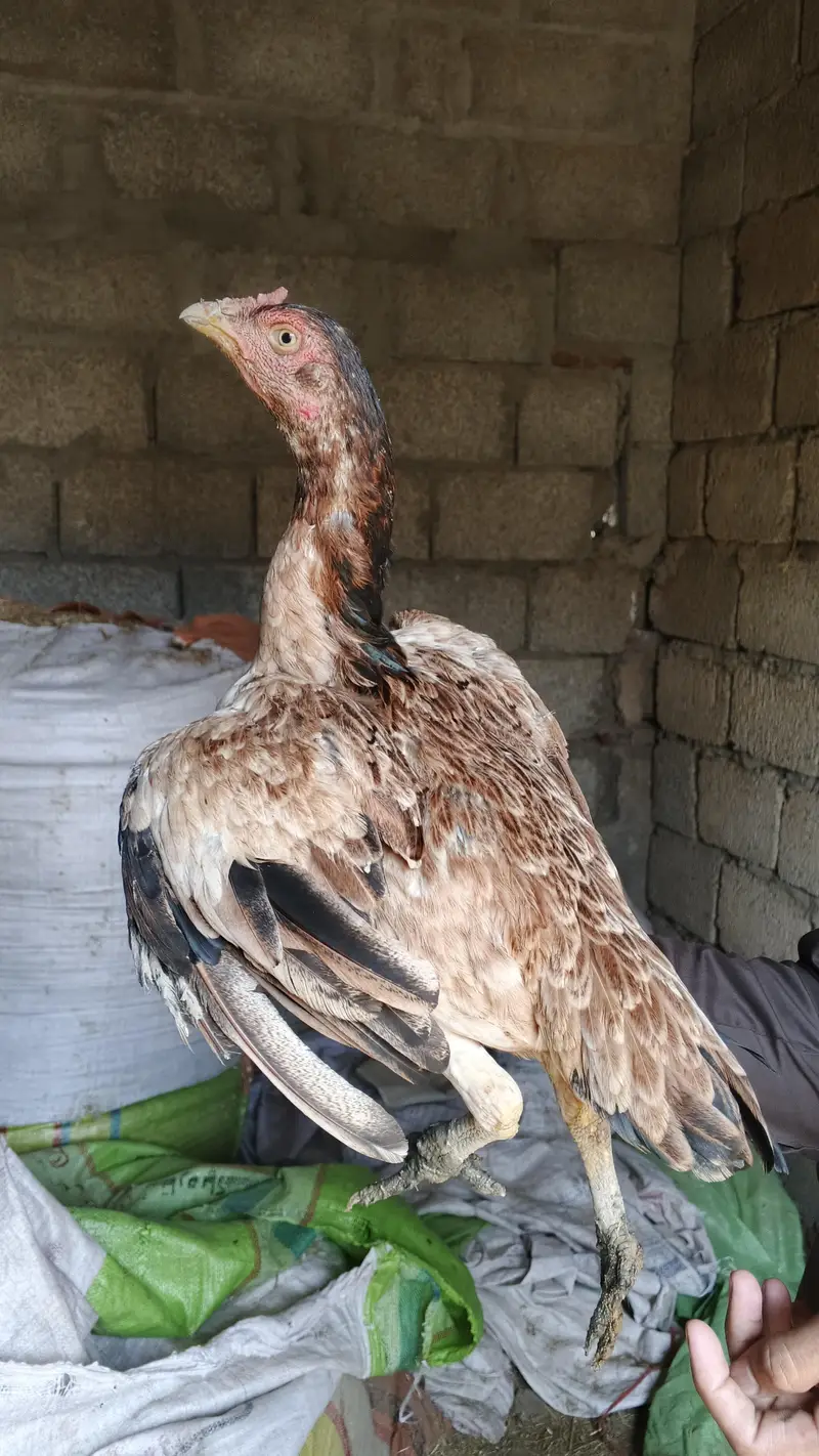 1 male and 5 female — photo 11
