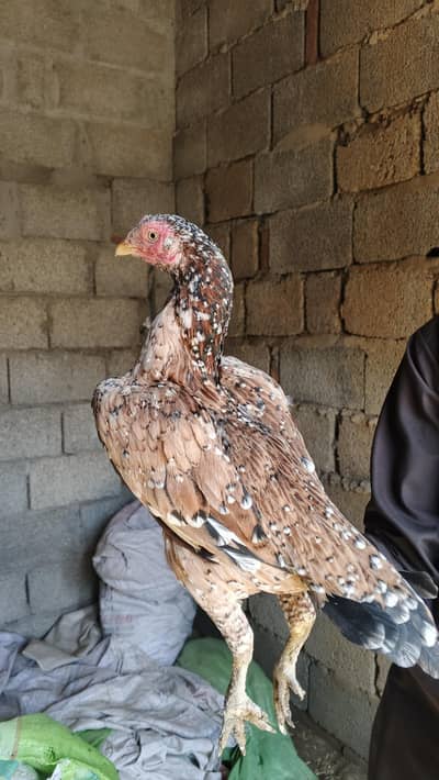 2 female