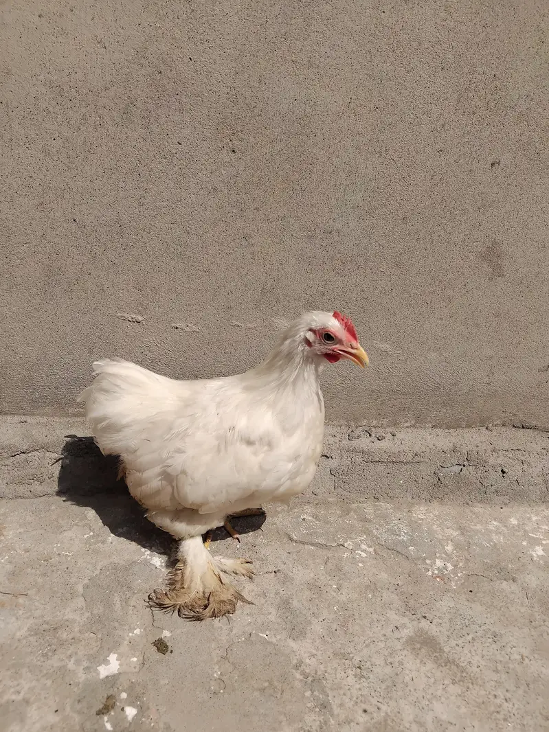 Aseel heera patha |Aseel|Bantam|pair |fancy pair — photo 4