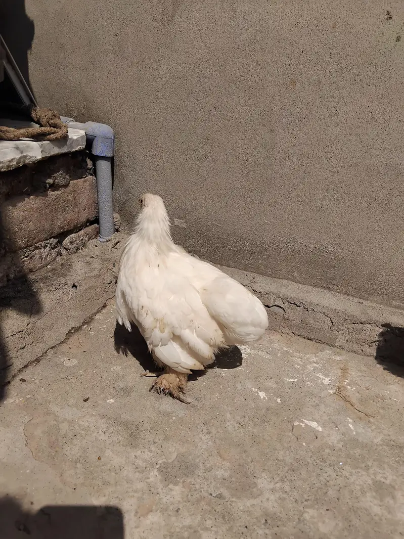 Aseel heera patha |Aseel|Bantam|pair |fancy pair — photo 5