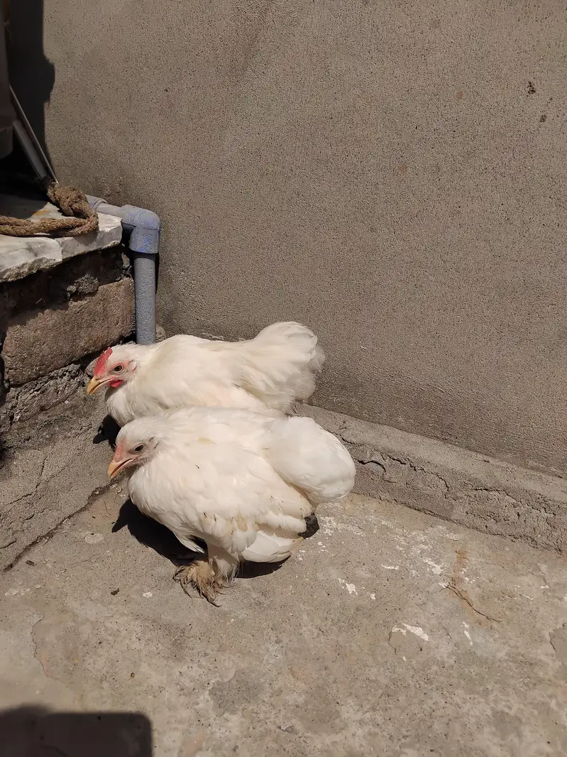 Aseel heera patha |Aseel|Bantam|pair |fancy pair — photo 6