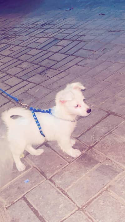 russian dog