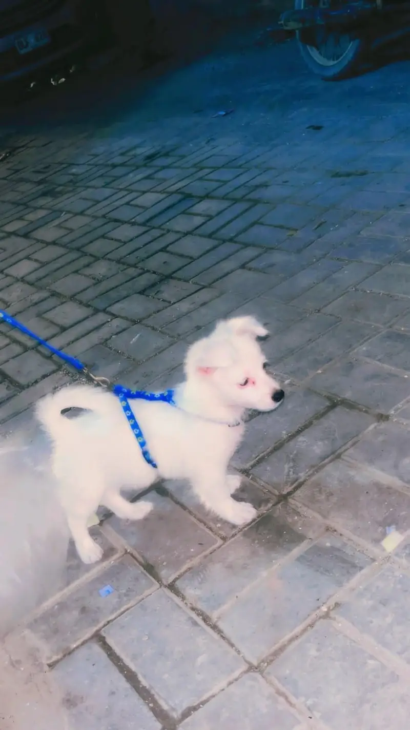 russian dog — photo 2